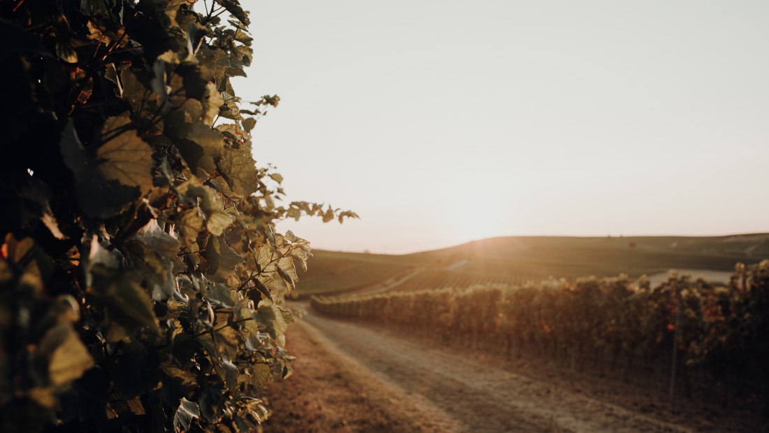 Weingut Bernhard_Weinreben Sonnenuntergang, © Ines Barwig Weingut Bernhard_Weinreben Sonnenuntergang, © Ines Barwig