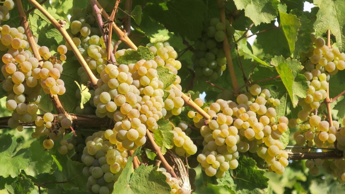 bruehler-hof-riesling, © Weingut Brühler Hof bruehler-hof-riesling, © Weingut Brühler Hof