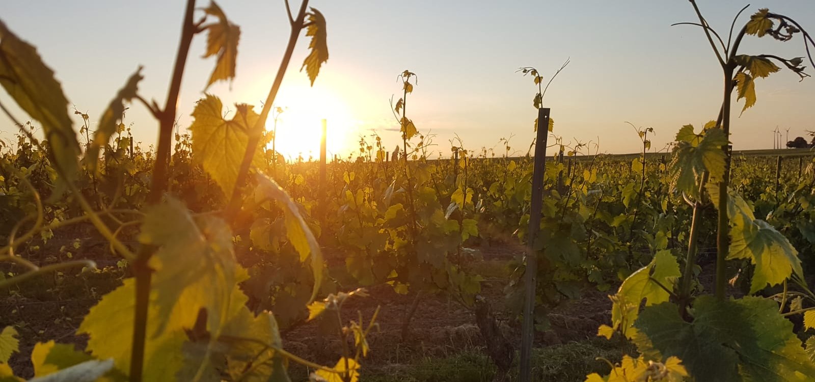 Weingut Johann P. Beyer_Landschaft, © Weingut Johann P. Beyer Weingut Johann P. Beyer_Landschaft, © Weingut Johann P. Beyer