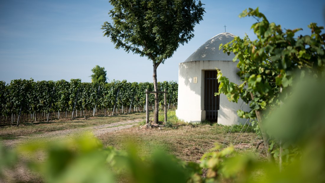 4, © Weingut Kaltenthaler 4, © Weingut Kaltenthaler