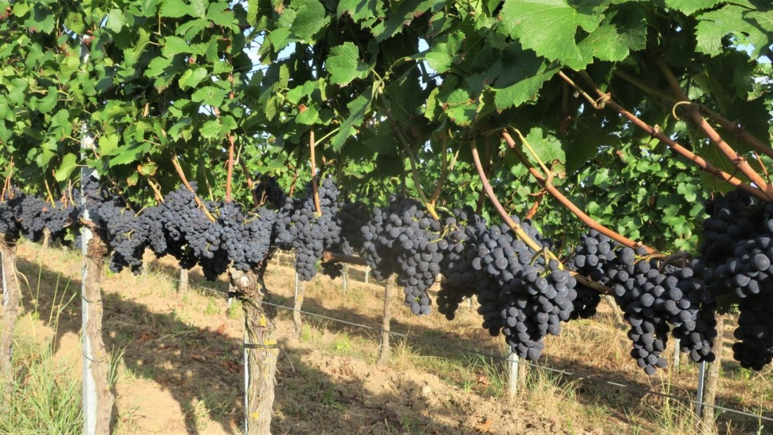 Weingut Brühler Hof_Fruehburgunder, © Weingut Brühler Hof Weingut Brühler Hof_Fruehburgunder, © Weingut Brühler Hof