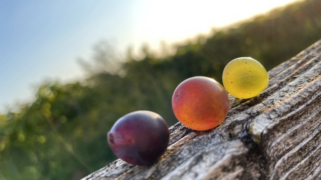Weingut Heck_Trauben, © Weingut Heck Weingut Heck_Trauben, © Weingut Heck