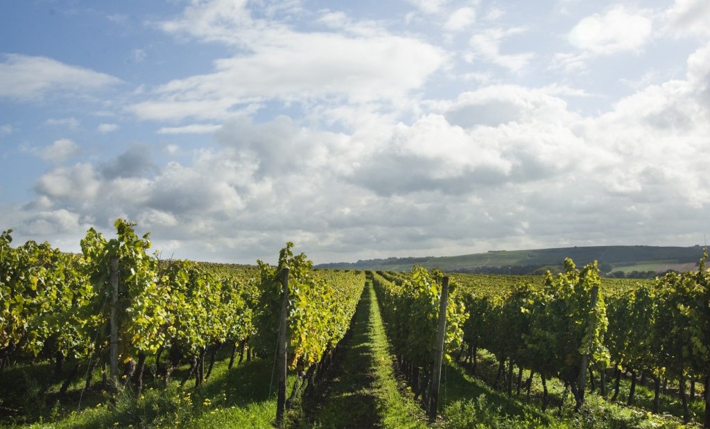 Weingut Schuck Sonnenhof_Weinreben, © Weingut Schuck Sonnenhof Weingut Schuck Sonnenhof_Weinreben, © Weingut Schuck Sonnenhof