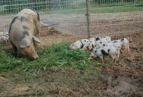 Pig paradise Selztalhof © Pig paradise Selztalhof Pig paradise Selztalhof © Pig paradise Selztalhof