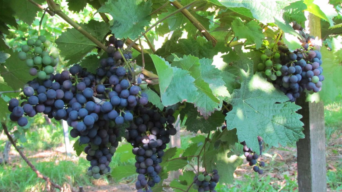 hammerstein-5, © Weingut Nibelungenhof hammerstein-5, © Weingut Nibelungenhof