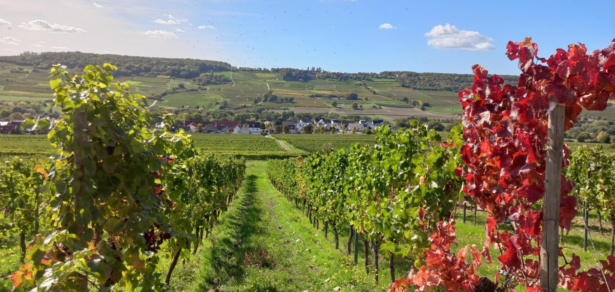 Weinpfad Großwinternheim 3, © Stadt Ingelheim / Pascal Bernhard Weinpfad Großwinternheim 3, © Stadt Ingelheim / Pascal Bernhard