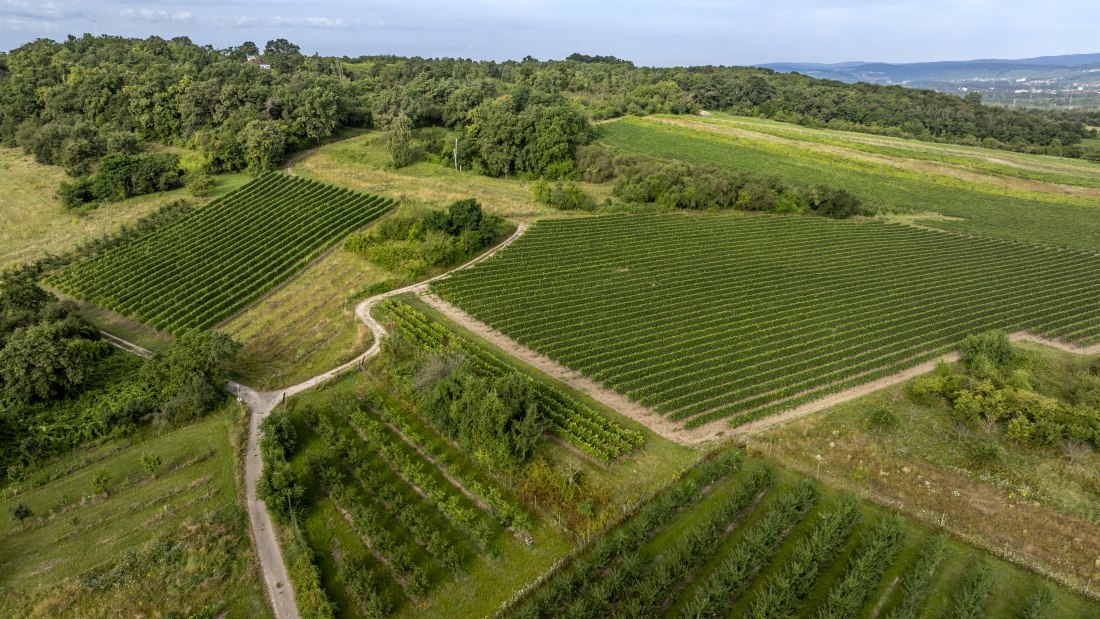 Heidesheimer Geißberg, © Torsten Silz Heidesheimer Geißberg, © Torsten Silz