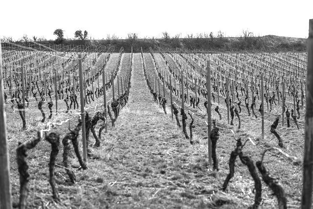 Weingut Brandt_Weinreben, © Weingut Brandt Weingut Brandt_Weinreben, © Weingut Brandt