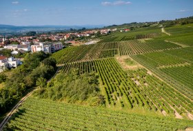 Ingelheimer Höllenweg Ingelheimer Höllenweg