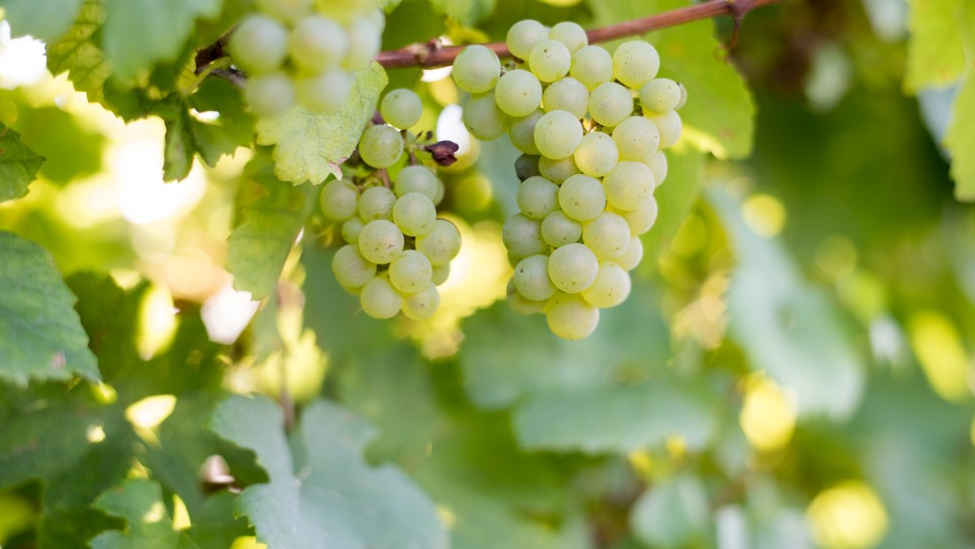 3_Weingut Dürk, © Weingut Dürk 3_Weingut Dürk, © Weingut Dürk