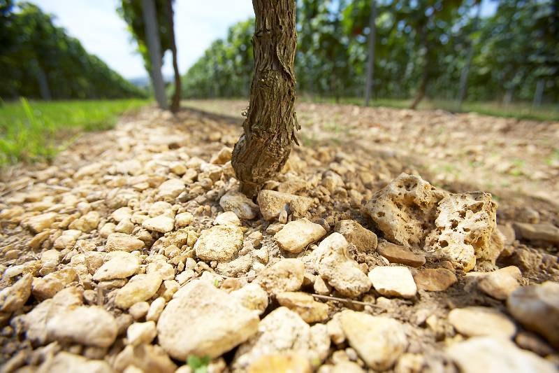 20090729_1ds_5176-preview, © Weingut Diel 20090729_1ds_5176-preview, © Weingut Diel