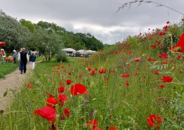 Weinrast im Pfrimmgarten Impressionen, © Michael Röhrenbeck Weinrast im Pfrimmgarten Impressionen, © Michael Röhrenbeck