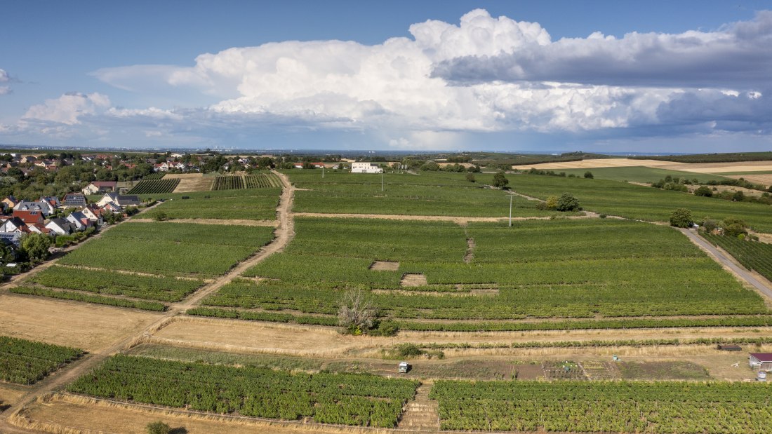 Lörzweiler Königstuhl Lörzweiler Königstuhl