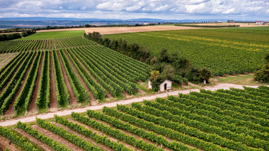 Zornheimer Vogelsang Zornheimer Vogelsang