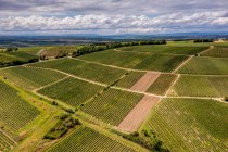 Zornheimer Guldenmorgen Zornheimer Guldenmorgen