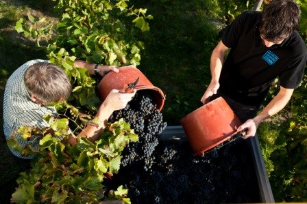vintage, © Weingut Zimmer-Mengel vintage, © Weingut Zimmer-Mengel