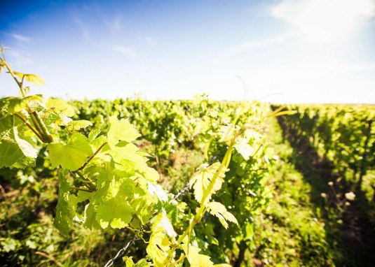 Weinland Nahe © Weinland Nahe e.V./ Moritz Attenberger Weinland Nahe © Weinland Nahe e.V./ Moritz Attenberger