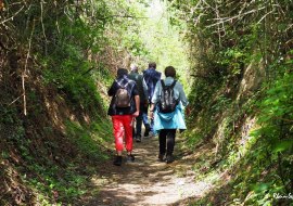 Wanderung WeinErlebnisPfad, © Verkehrsverein Guntersblum / Rhein e.V. Wanderung WeinErlebnisPfad, © Verkehrsverein Guntersblum / Rhein e.V.