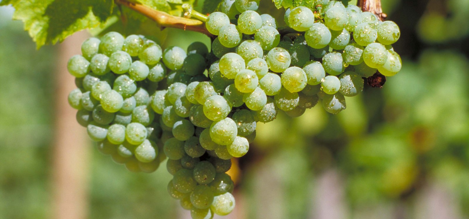 Silvanerrebe, © DWI Silvanerrebe, © DWI