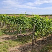 Weinbergsanlage Weinbergsanlage