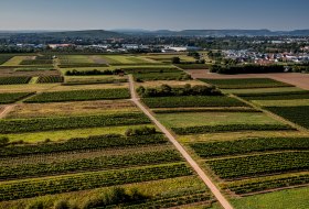 Grolsheimer Ölberg Grolsheimer Ölberg