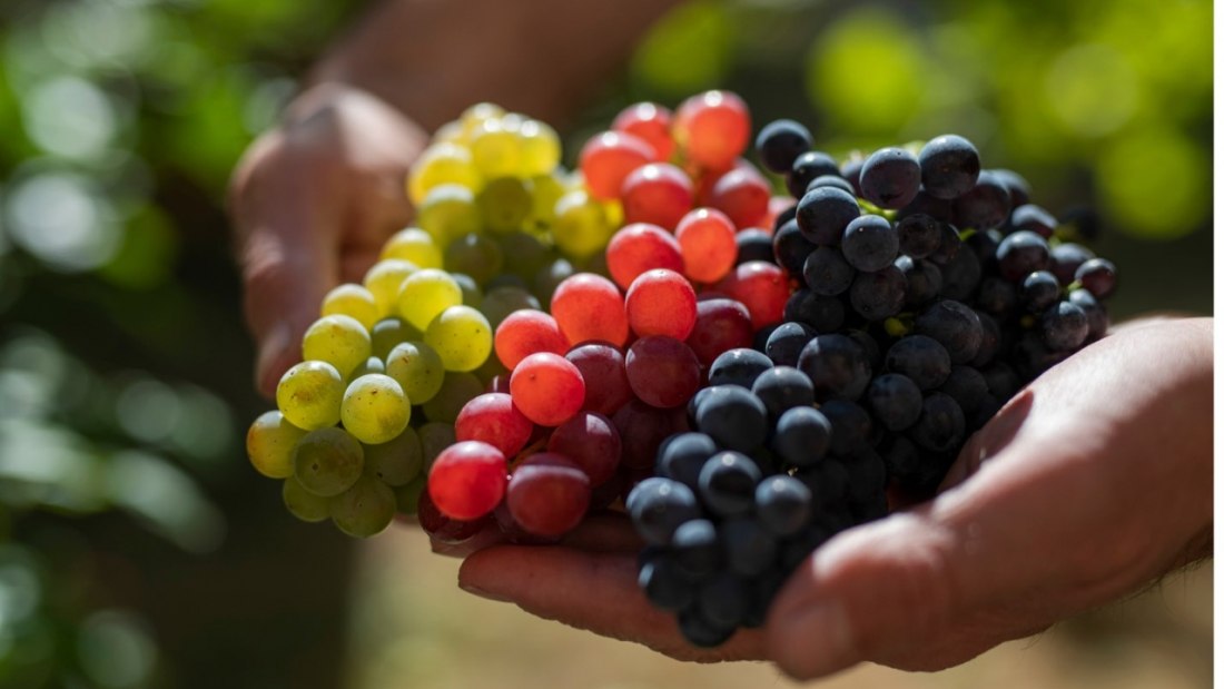 Weingut Jung & Knobloch_Trauben, © Weingut Jung & Knobloch Weingut Jung & Knobloch_Trauben, © Weingut Jung & Knobloch