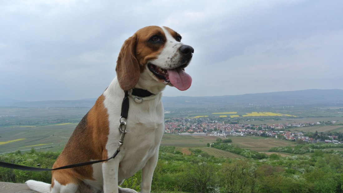 FamilienWeinGut Feser_Hund Luna, © FamilienWeinGut Feser FamilienWeinGut Feser_Hund Luna, © FamilienWeinGut Feser