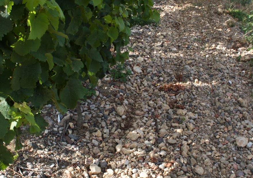 kalk_frauenberg1_1, © Weingut Carolin Spanier-Gillot & H.O. Spanier kalk_frauenberg1_1, © Weingut Carolin Spanier-Gillot & H.O. Spanier