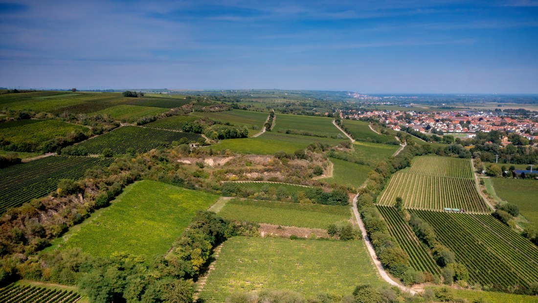 Guntersblumer Himmelthal Guntersblumer Himmelthal