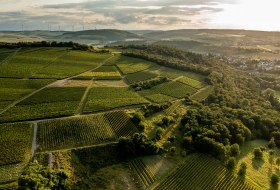 Siefersheimer Höllberg Siefersheimer Höllberg