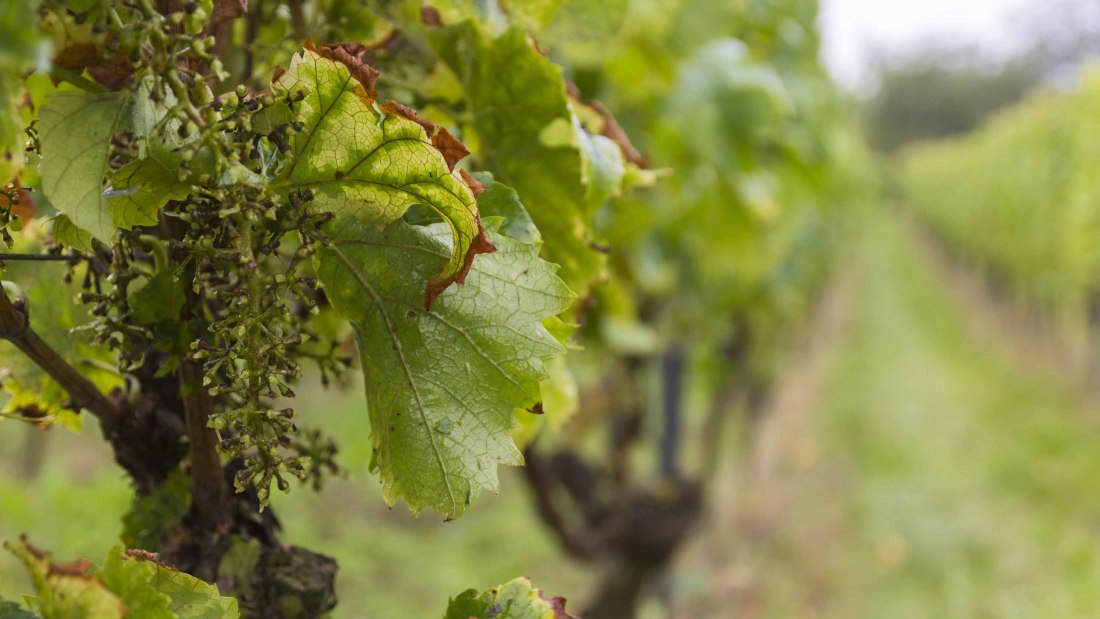 Weingut Freitag_Weinrebe, © Weingut Freitag Weingut Freitag_Weinrebe, © Weingut Freitag
