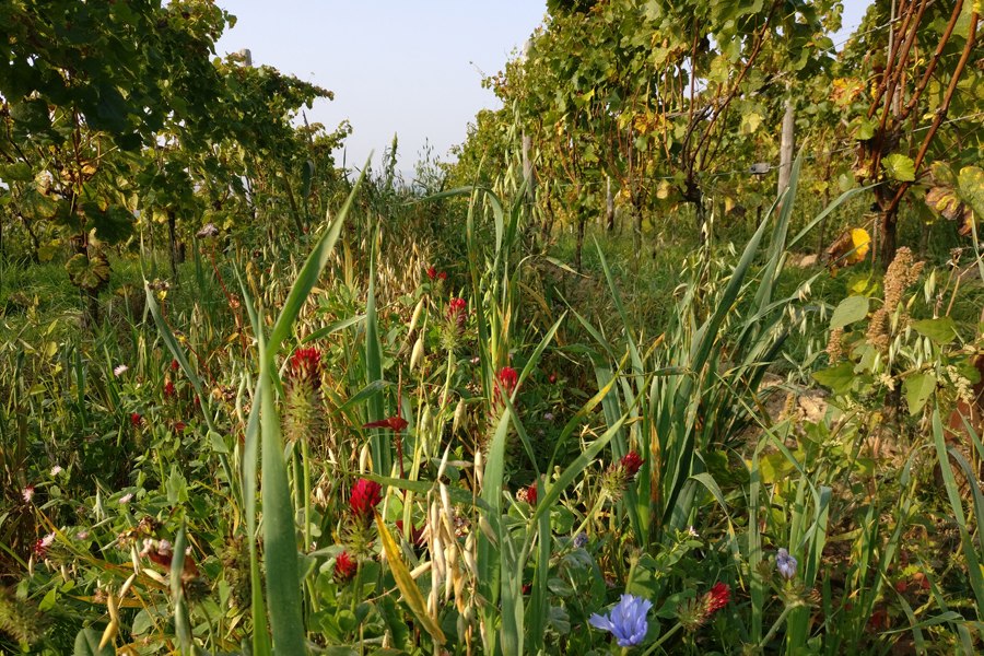 Weingut Seyberth_begrünter Wingert, © Weingut Seyberth Weingut Seyberth_begrünter Wingert, © Weingut Seyberth