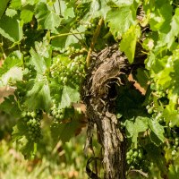 wingert_4 wingert_4