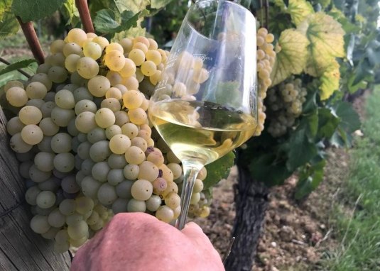 Biowein trifft Wildkräuter © Guido Borowski Biowein trifft Wildkräuter © Guido Borowski