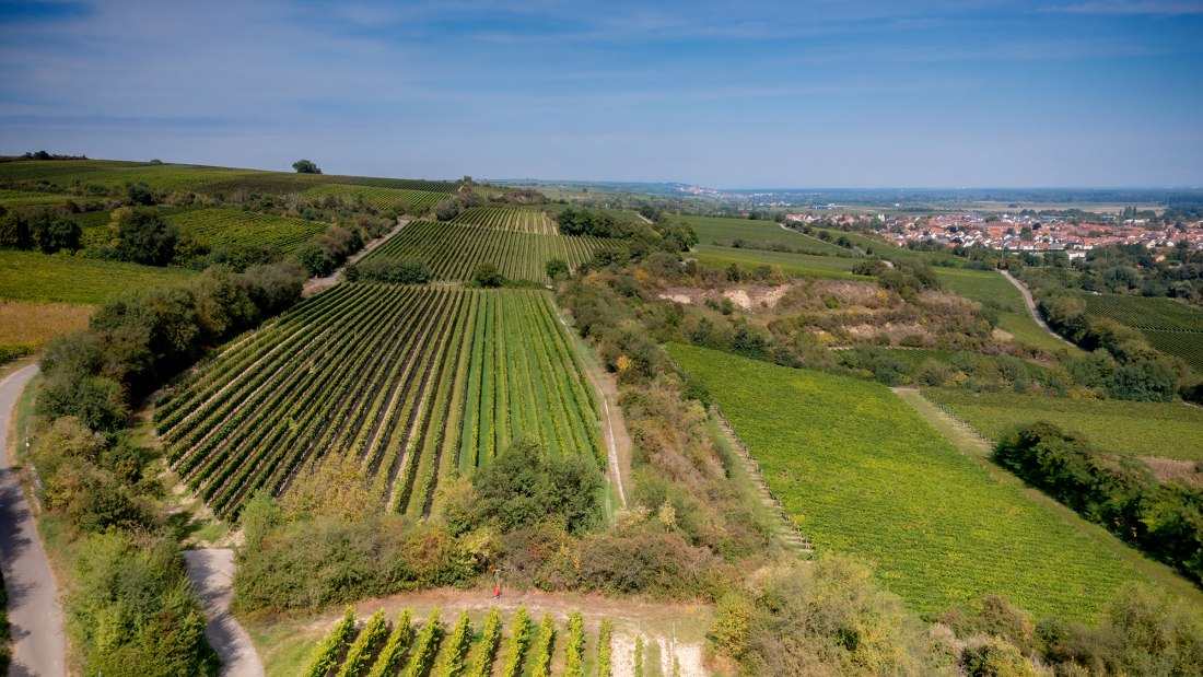 Guntersblumer Himmelthal Guntersblumer Himmelthal