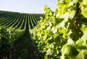 Weinland Nahe © Weinland Nahe e.V. Weinland Nahe © Weinland Nahe e.V.