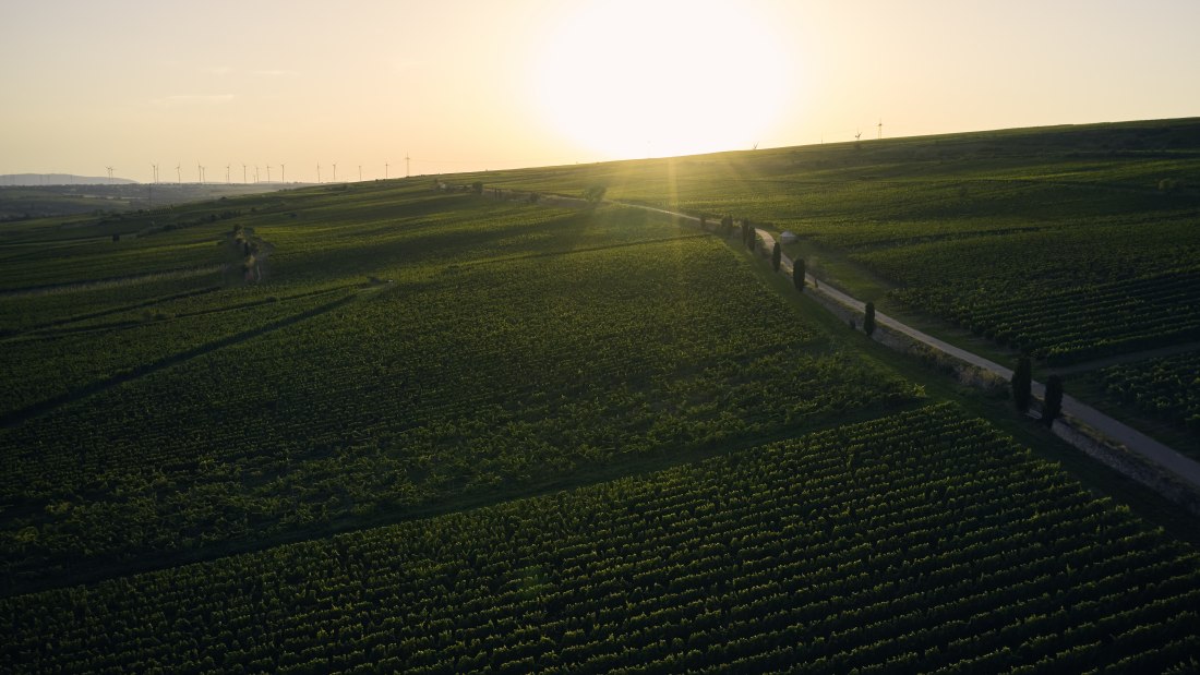 Weingut Wittmann_Weinberg MORSTEIN_by David Maurer Weingut Wittmann_Weinberg MORSTEIN_by David Maurer