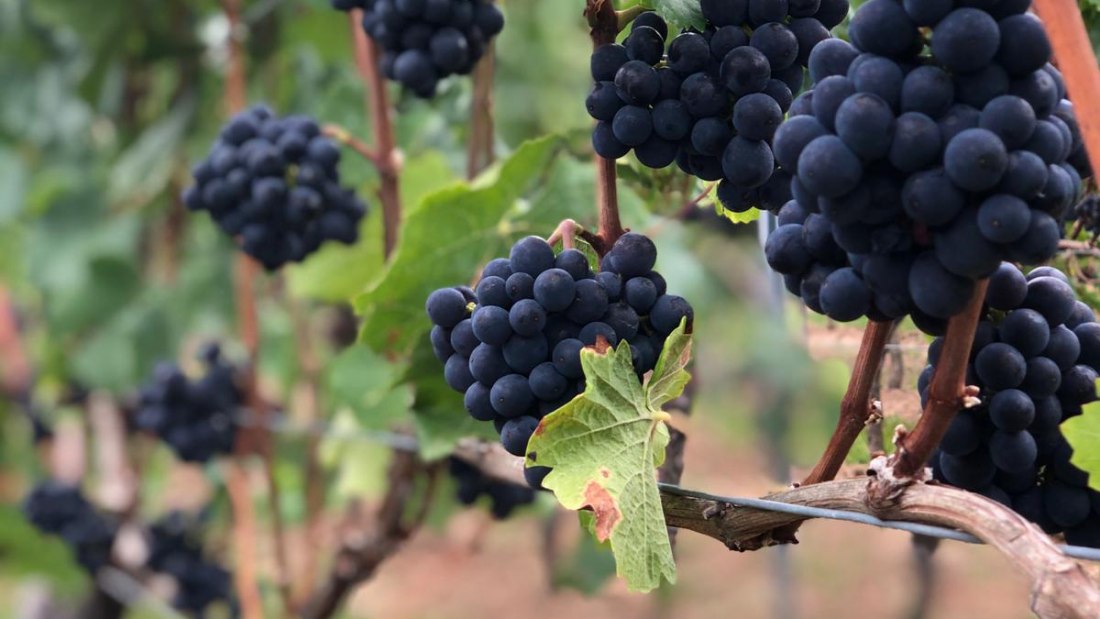 Weingut Boxheimerhof_Rote Trauben, © Weingut Boxheimerhof Weingut Boxheimerhof_Rote Trauben, © Weingut Boxheimerhof