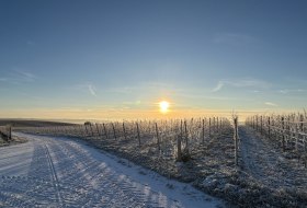 Bio Weingut Hellmich_Schnee © Bio Weingut Hellmich Bio Weingut Hellmich_Schnee © Bio Weingut Hellmich