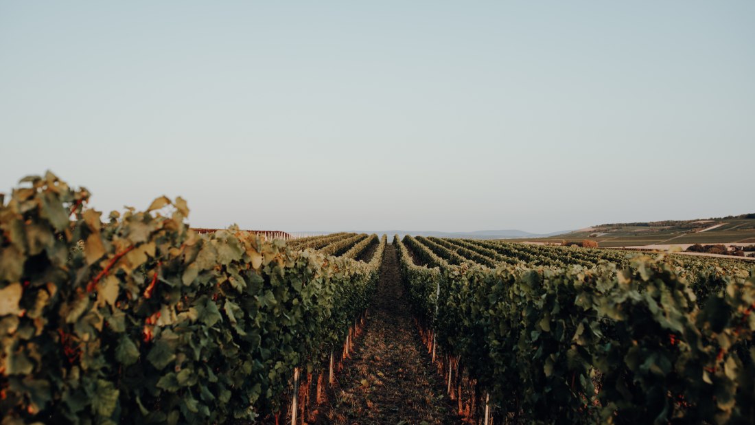 Weingut Bernhard_Weinreben, © Ines Barwig Weingut Bernhard_Weinreben, © Ines Barwig