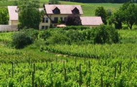3 © Weingut Rebenhof 3 © Weingut Rebenhof