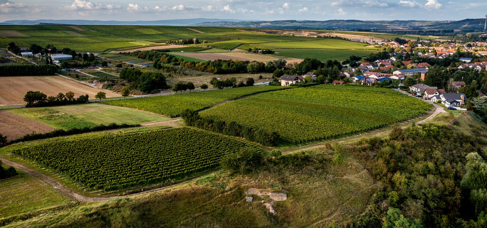 Wöllsteiner Äffchen Wöllsteiner Äffchen