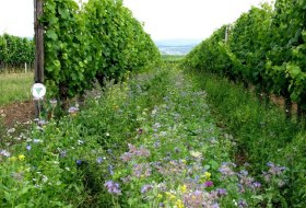Weingut Brühler Hof_Begruenung, © Weingut Brühler Hof Weingut Brühler Hof_Begruenung, © Weingut Brühler Hof
