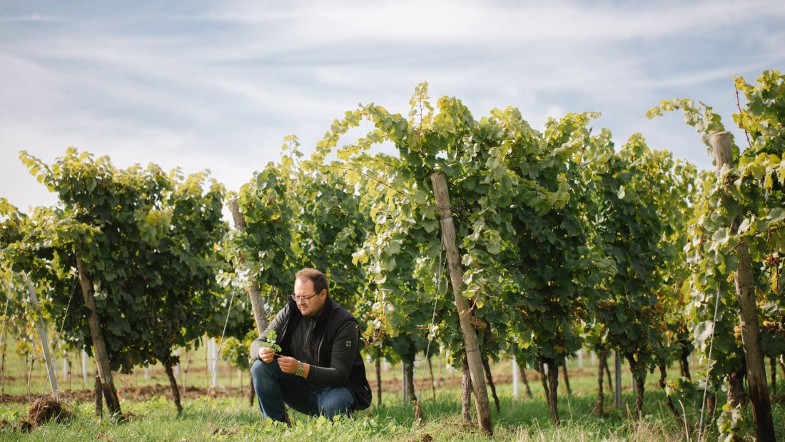 © Weingut Müller-Oswald © Weingut Müller-Oswald