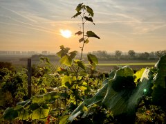 Weinberge Rheinhessen © David Maupilé Weinberge Rheinhessen © David Maupilé