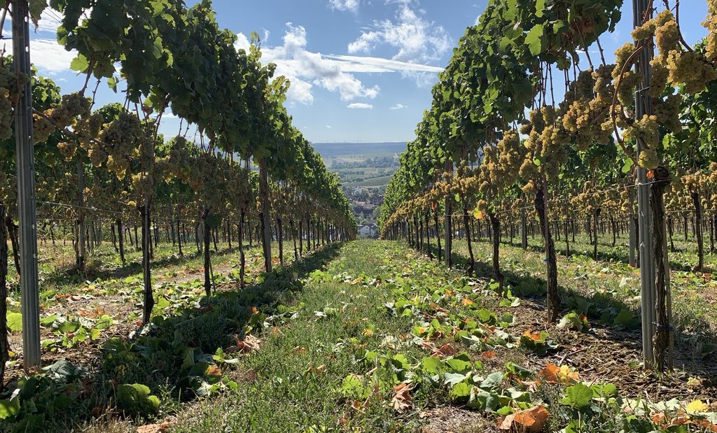 Weingut Kruppenbacher_Weinreben, © Weingut Kruppenbacher Weingut Kruppenbacher_Weinreben, © Weingut Kruppenbacher