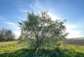 instagram-sonniges-rheinhessen-obstroute-ingelheim © Intensive Senses instagram-sonniges-rheinhessen-obstroute-ingelheim © Intensive Senses