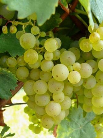 Riesling-druif, © Gut Erbes Riesling-druif, © Gut Erbes