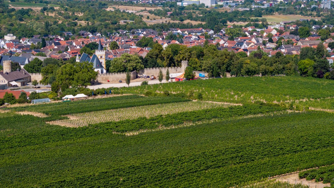 Ingelheimer Burgberg-112 Kopie, © Torsten Silz Ingelheimer Burgberg-112 Kopie, © Torsten Silz