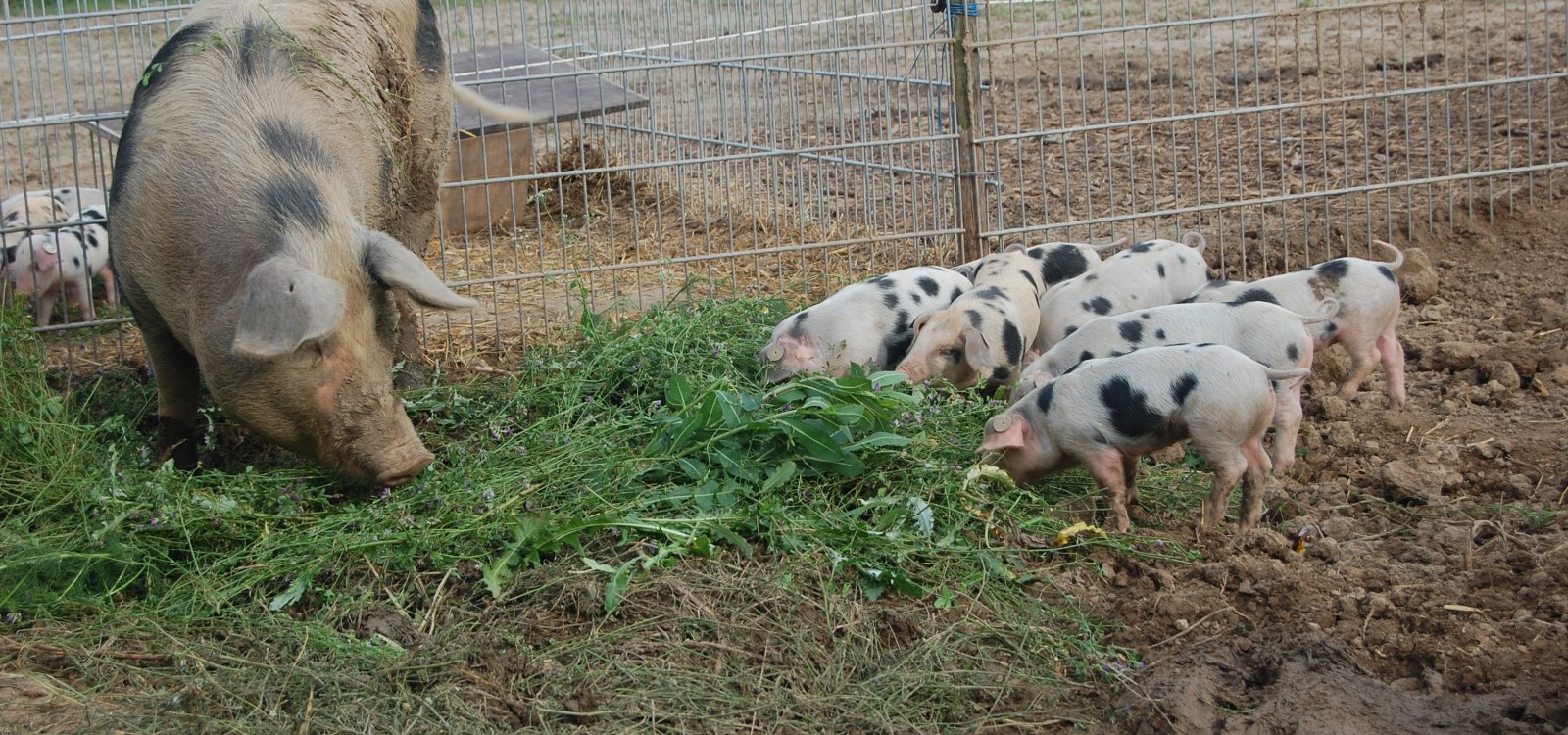 Pig paradise Selztalhof, © Pig paradise Selztalhof Pig paradise Selztalhof, © Pig paradise Selztalhof